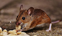 24 Hour & Emergency Exterminators in Sparks, NV